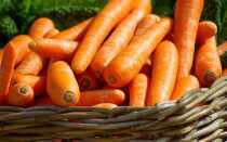 Посадка моркви в 2019 році | коли садити, календар
