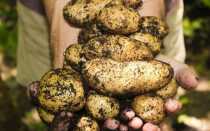 Посадка картоплі в 2019 році | коли садити, календар