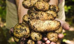 Посадка картоплі в 2019 році | коли садити, календар