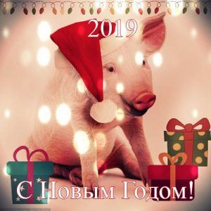 Побажання та поздоровлення на 2019 рік Свині