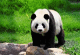 Французький натураліст в Китаї отримав в подарунок шкуру невідомого тваринного - панди