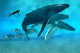 Всесвітній день захисту морських ссавців (День кита)
