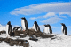Всесвітній день пінгвінів