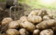 У «Працях» Вільного економічного суспільства з'явилася перша наукова стаття на тему картоплі «Примітки про картоплю»