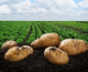 Національний День картоплі в Перу