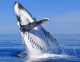 Китобійне судно «Ессекс» було протаранене гігантським китом