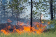 День захисту лісу від пожежі в США