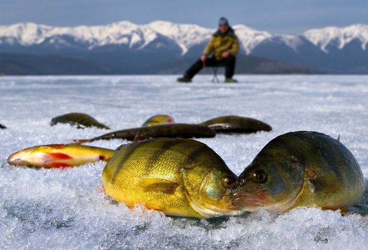 Улов на зимовій риболовлі
