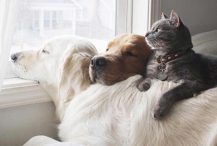 Домашні собаки і кіт