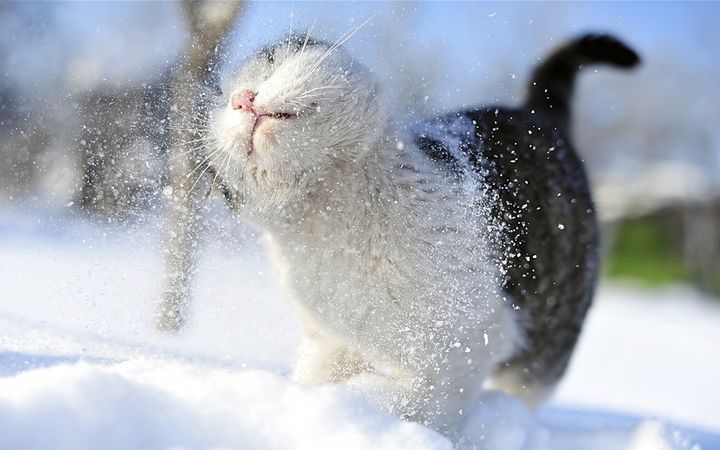 Кот в снігу