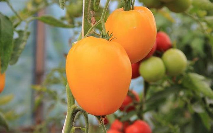 Лисеня - новий томат 2019 року