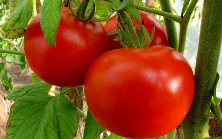 Новосибірський червоний - новий великий томат на 2019 рік