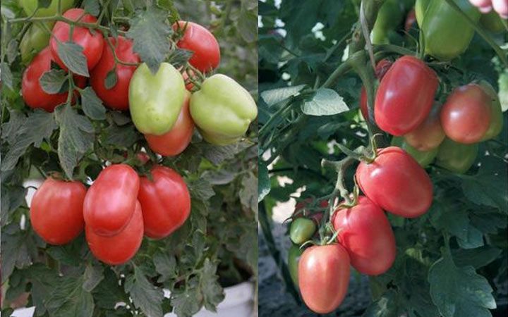 Ладненький - новий сорт томатів на 2019 рік
