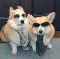 собаки в окулярах і краватках