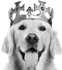 собака в короні