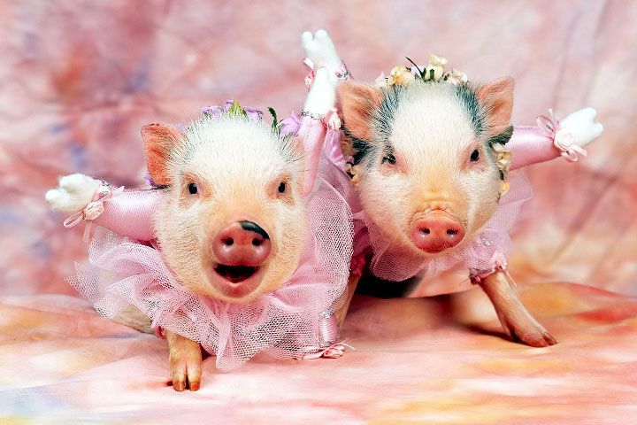 свині в плаття