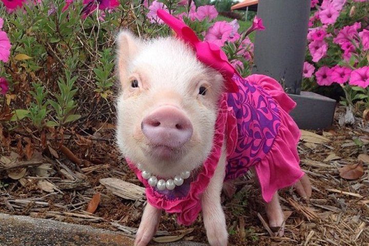 свиня в плаття