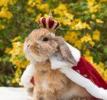 кролик в короні