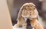 кролик в окулярах за комп
