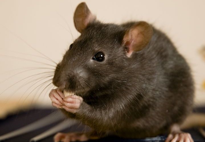 Сірий пацюк їсть сир