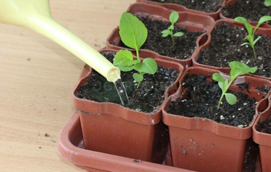 Астра: вирощування з насіння: коли і як садити на розсаду