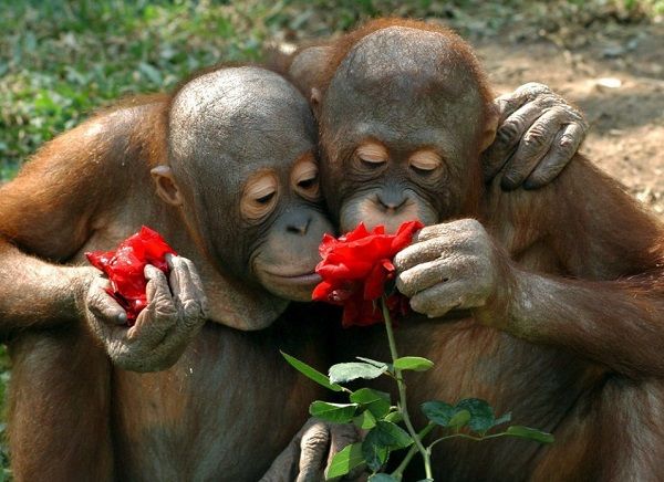 Любовний гороскоп на 2020 рік для Мавпи