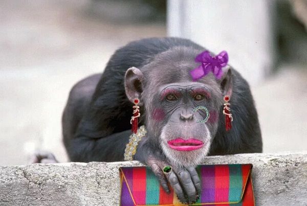 Гороскоп на 2020 рік для Мавпи: жінки