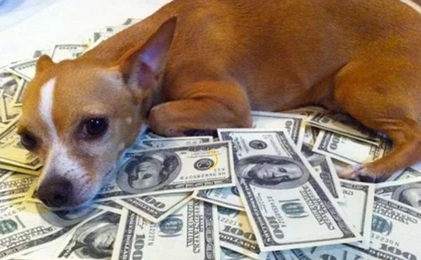 Гороскоп на 2020 рік для Собаки: гроші