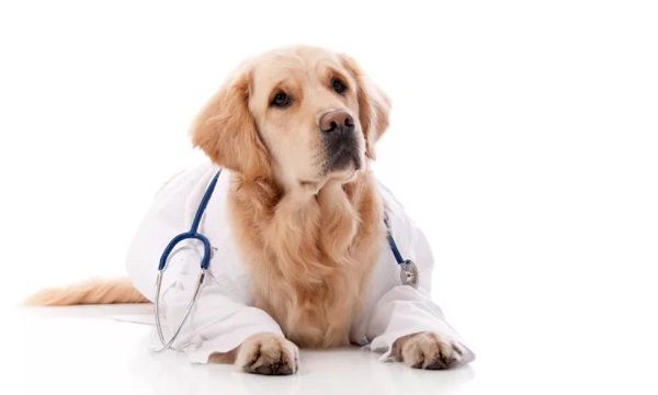 Гороскоп на 2020 рік для Собаки: здоров'я