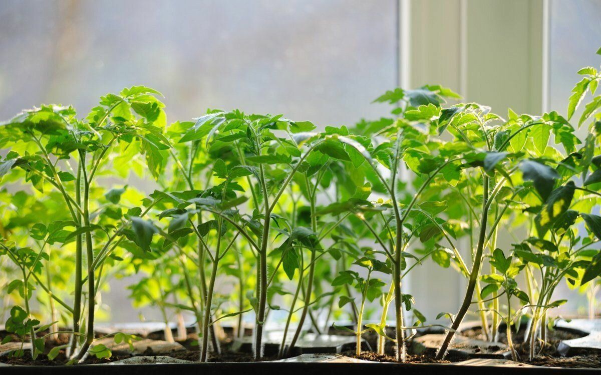 Коли садити помідори на розсаду в 2020 році і як пересаджувати