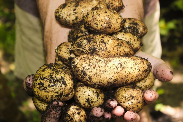 Збір врожаю картоплі