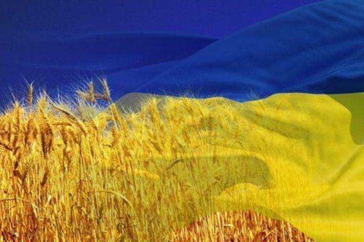 Пшеничне поле Україна