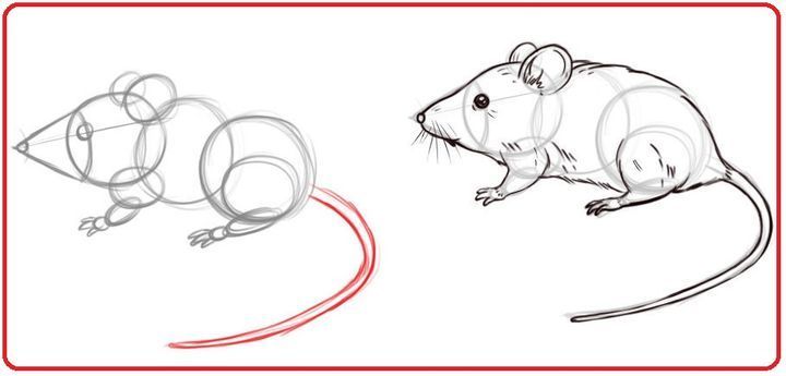 Як намалювати пацюка