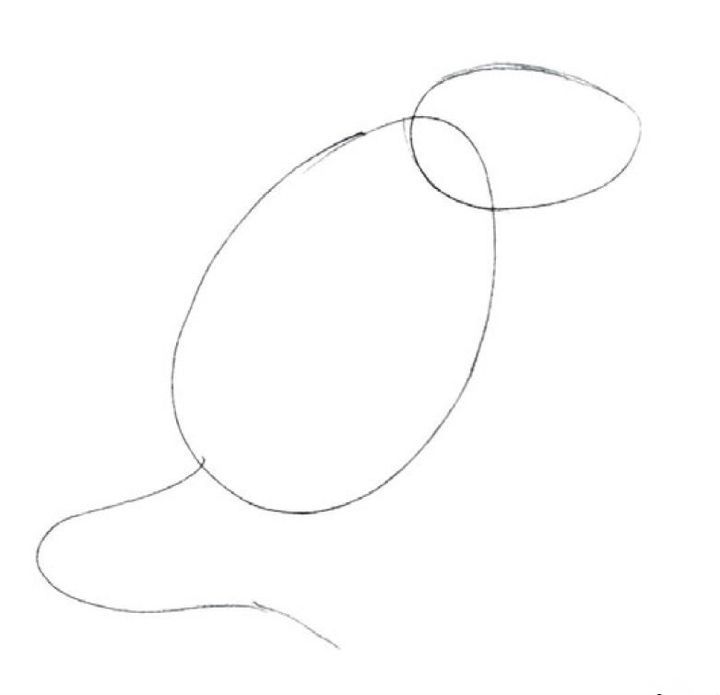 Як намалювати пацюка олівцем