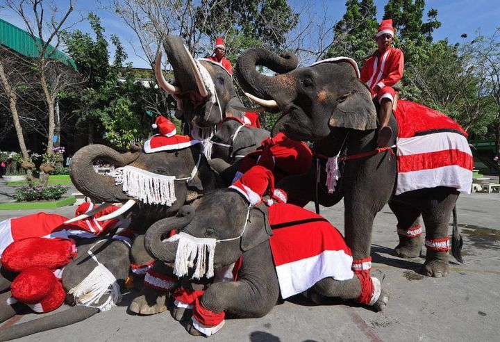 Слони в новорічних шатах