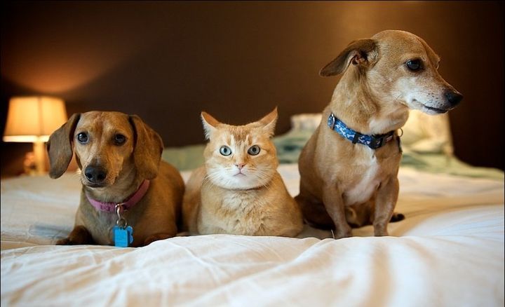 Кот і дві собаки на ліжку