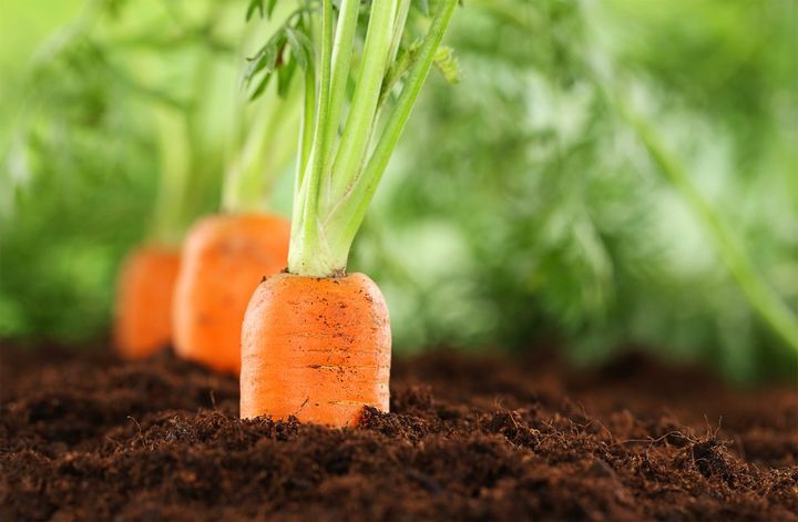 Морква на городі