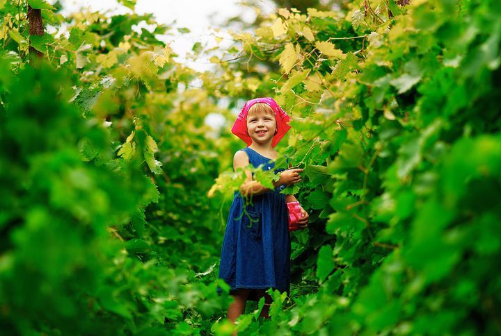 Дівчинка в винограднику