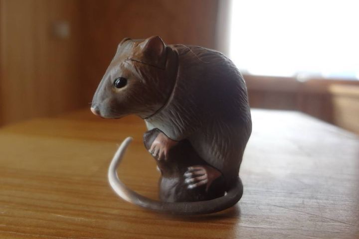 Миша з шоколаду