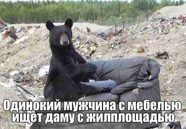 Ведмідь на дивані