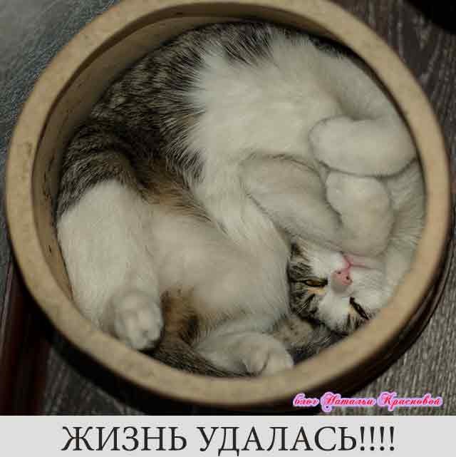 Смішна спляча кішка