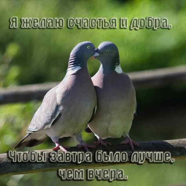 голуби любові