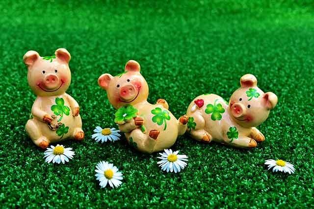 щасливі свинки