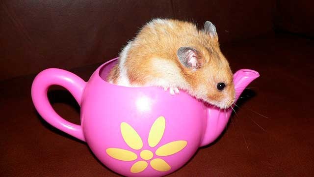 мишка в чайнику