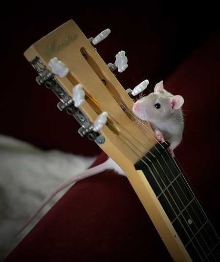 мишка гітаристка