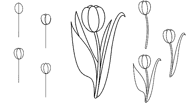 малюємо тюльпани поетапно