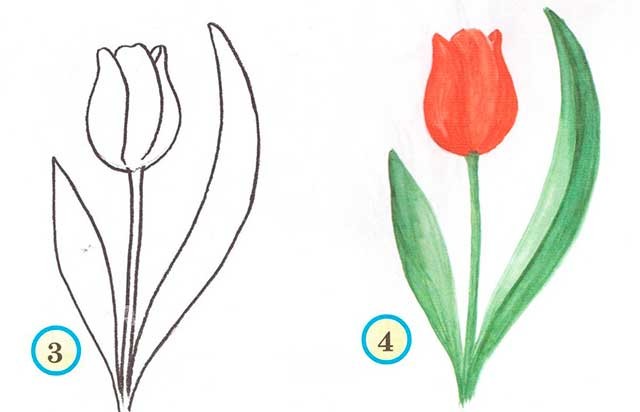 як намалювати тюльпани