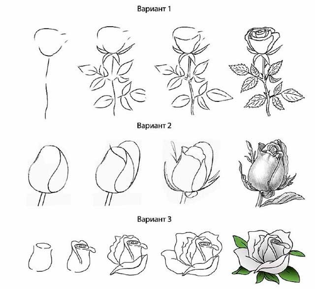3 способа нарисовать розу