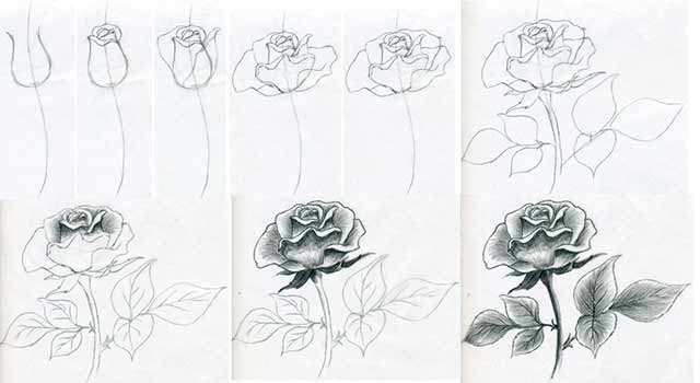 красивий малюнок троянди