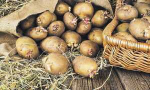Посадка картоплі в 2020 році | коли садити, календар